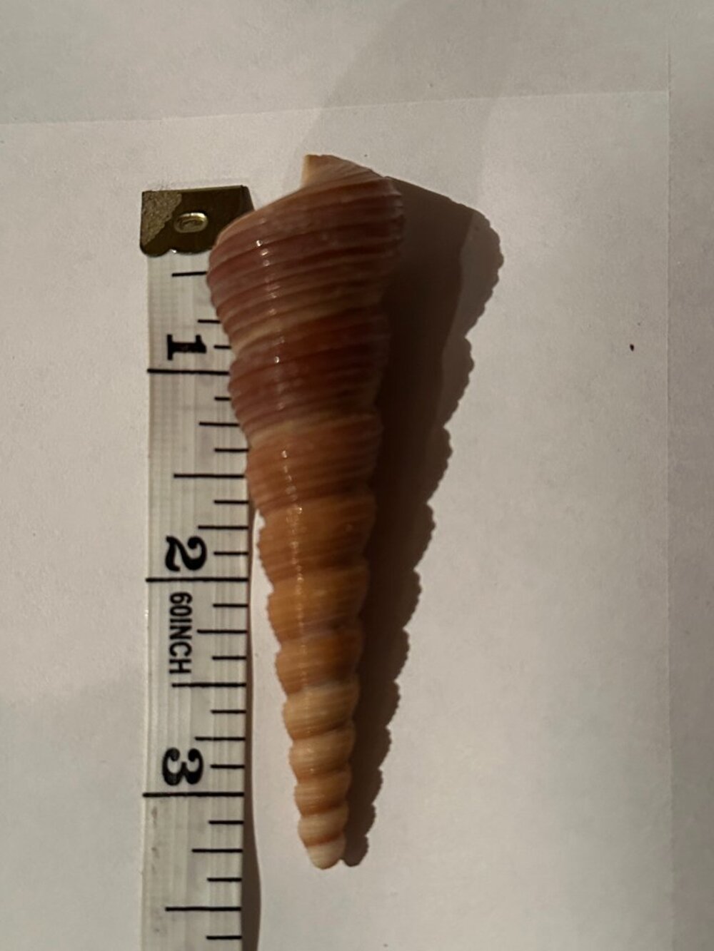 Florida Seashells - Picture 7 of 7